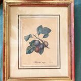 Botanical board - Red apricot