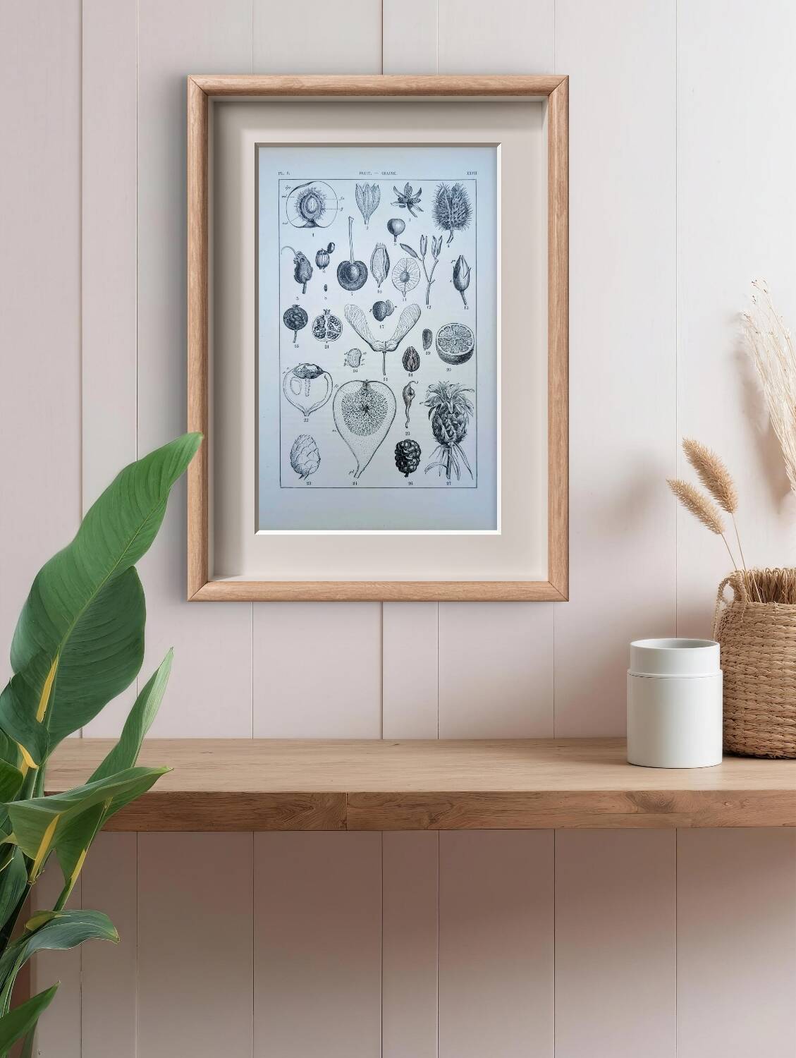 Printed in 1889, fruits and seeds. Antique botanical plate.