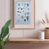 Printed in 1889, fruits and seeds. Antique botanical plate.