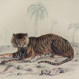 ORIGINAL ZOOLOGICAL PLATE OF 1839 " Tiger & Panther "