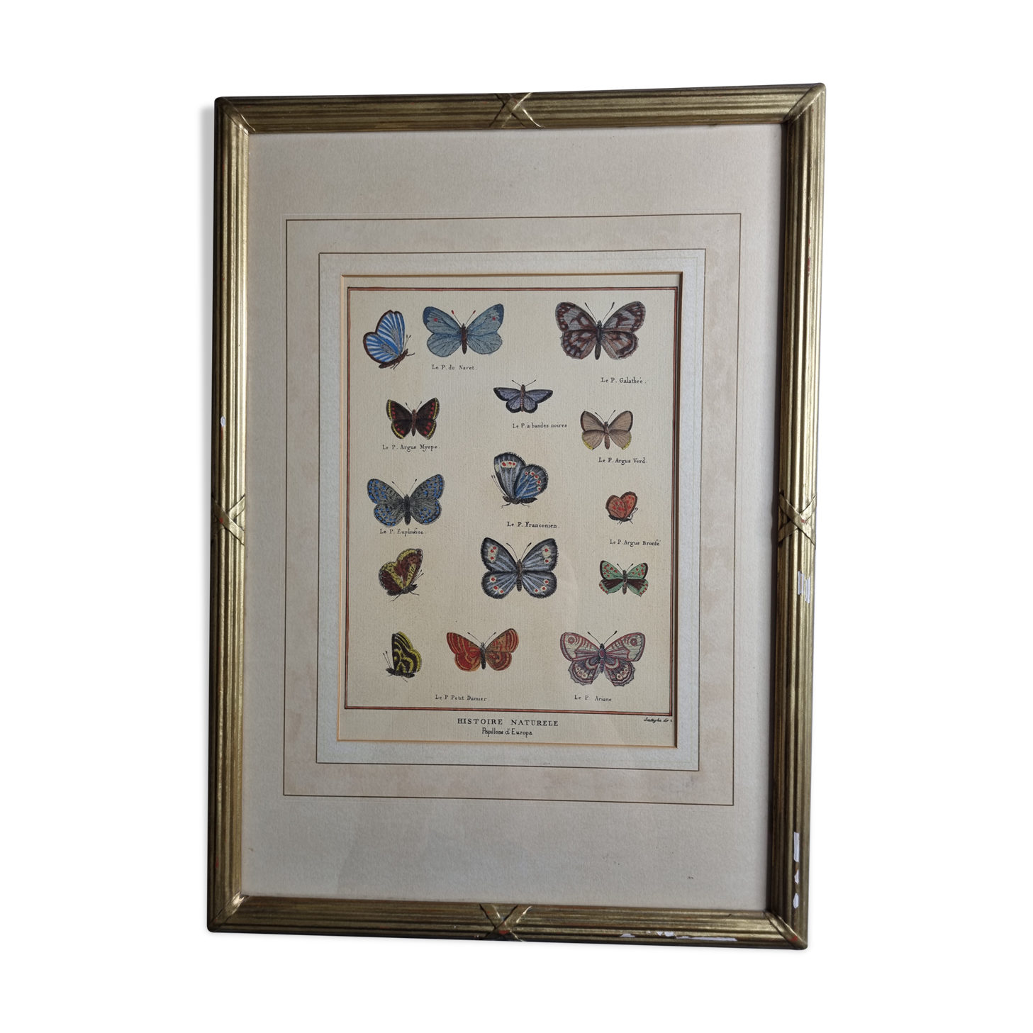 Natural history plate "The Butterflies of Europe", after Pietro Scattaglia, 18th century