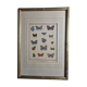 Natural history plate "The Butterflies of Europe", after Pietro Scattaglia, 18th century