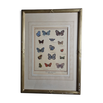 Natural history plate "The Butterflies of Europe", after Pietro Scattaglia, 18th century