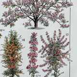 Illustration Millot "Ornamental tree gardens"