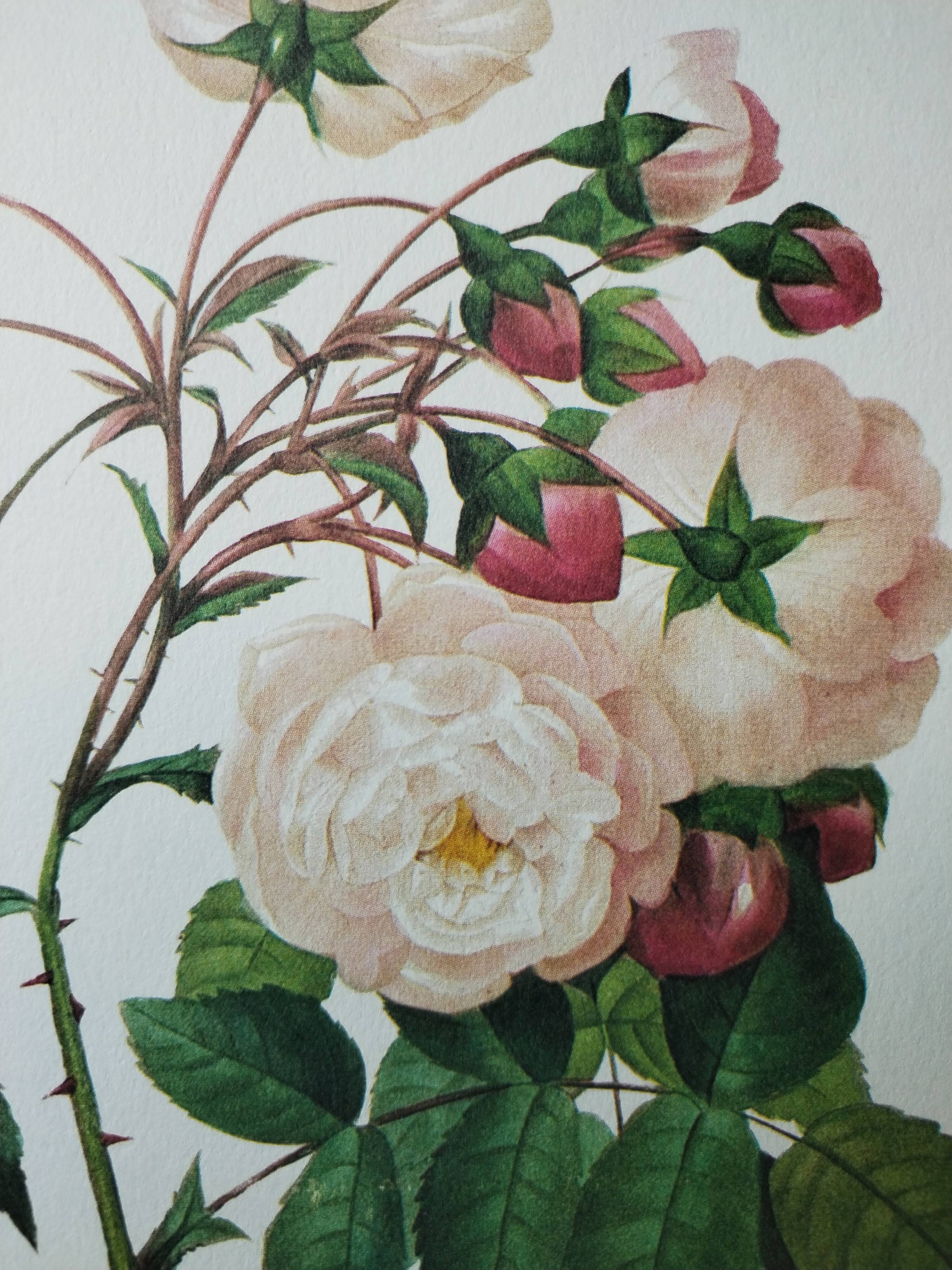 Planche illustrée originale Adélaïde d'Orléans