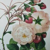 Planche illustrée originale Adélaïde d'Orléans