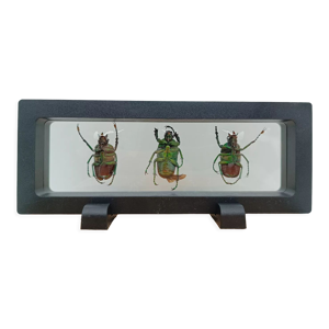 Véritables scarabées - flottant