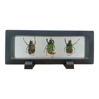 Véritables scarabées naturalisés dans son cadre flottant