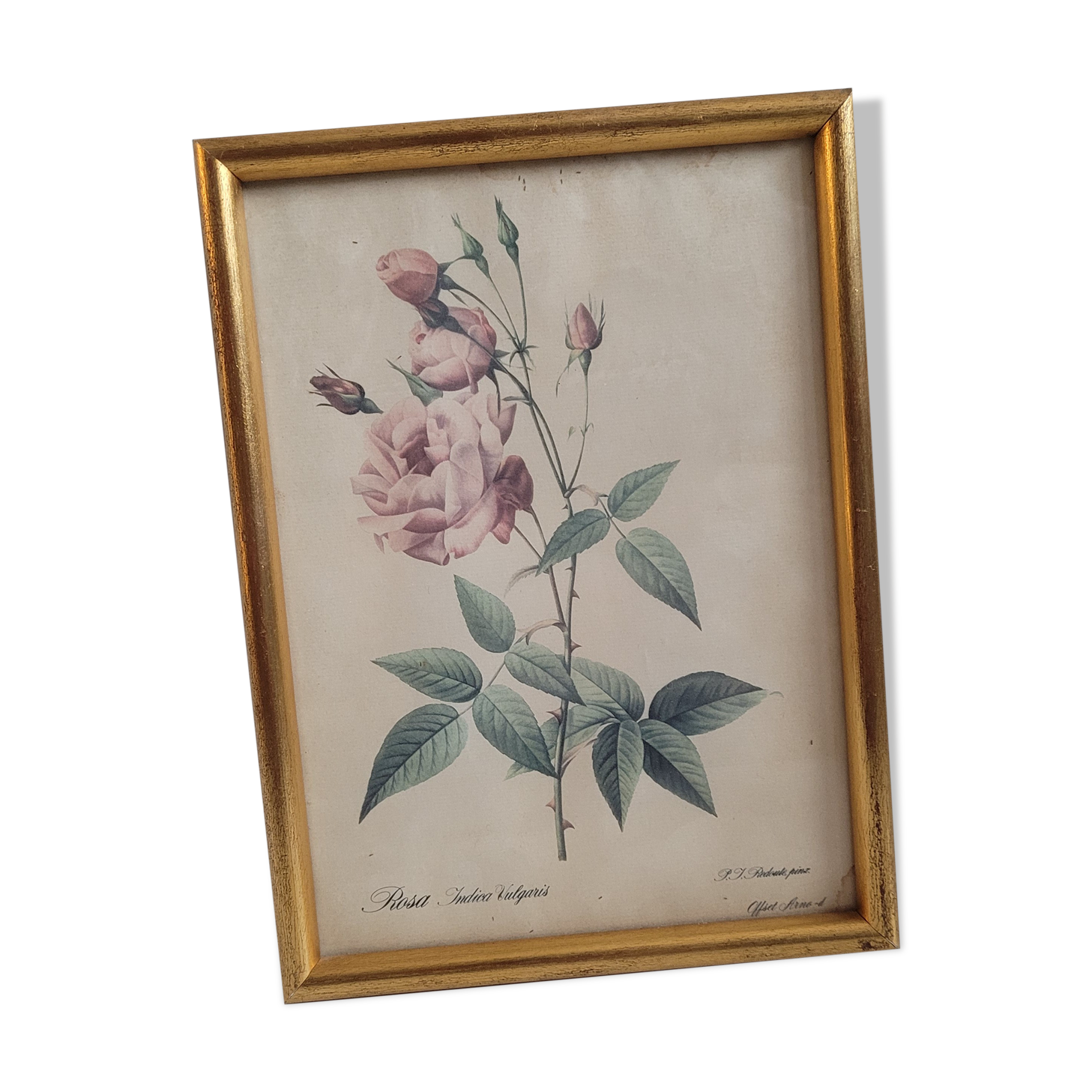 Indica Vulgaris rose lithograph frame