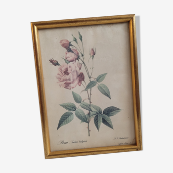 Indica Vulgaris rose lithograph frame