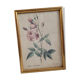 Indica Vulgaris rose lithograph frame