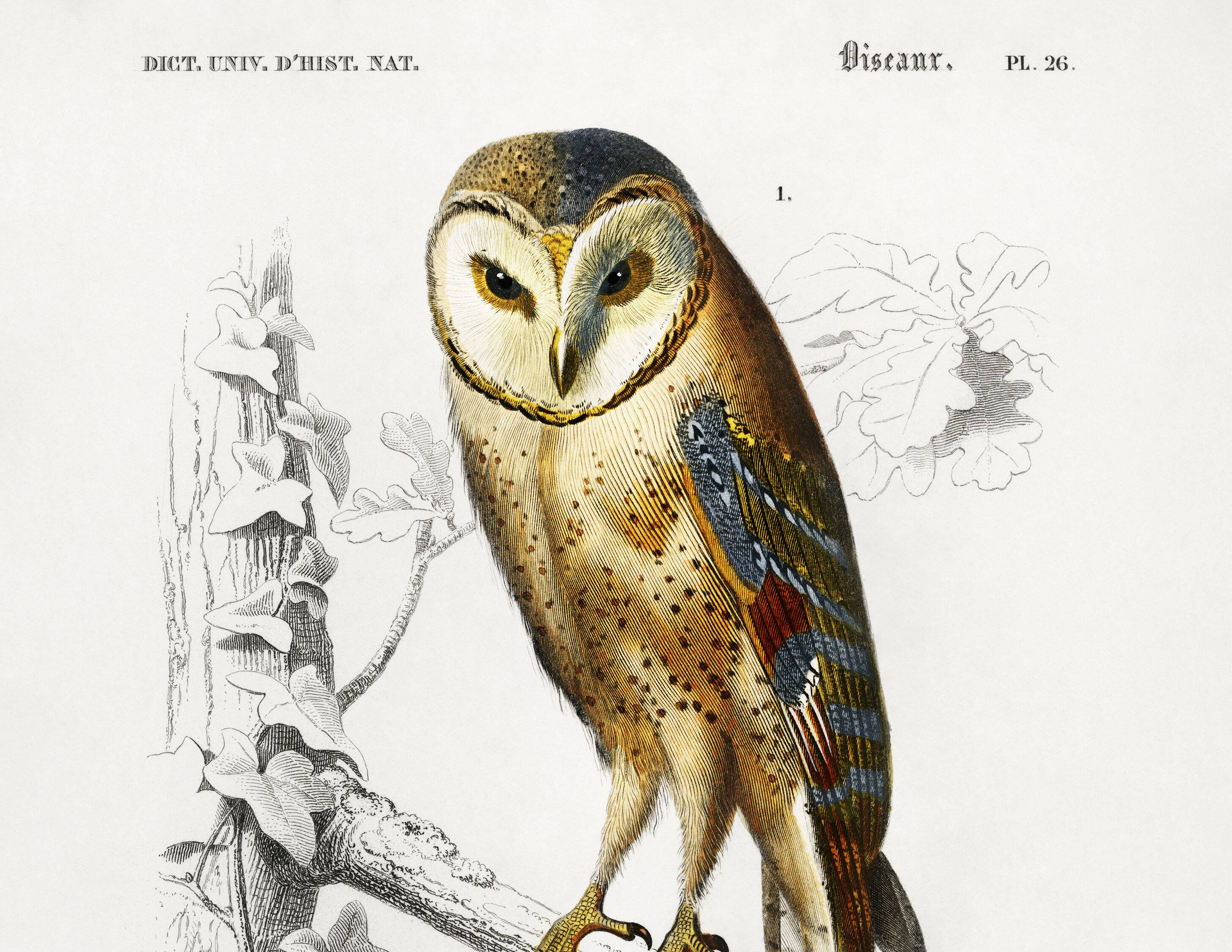 Poster about the barn owl and the nightjar, based on an engraving