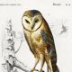 Poster about the barn owl and the nightjar, based on an engraving
