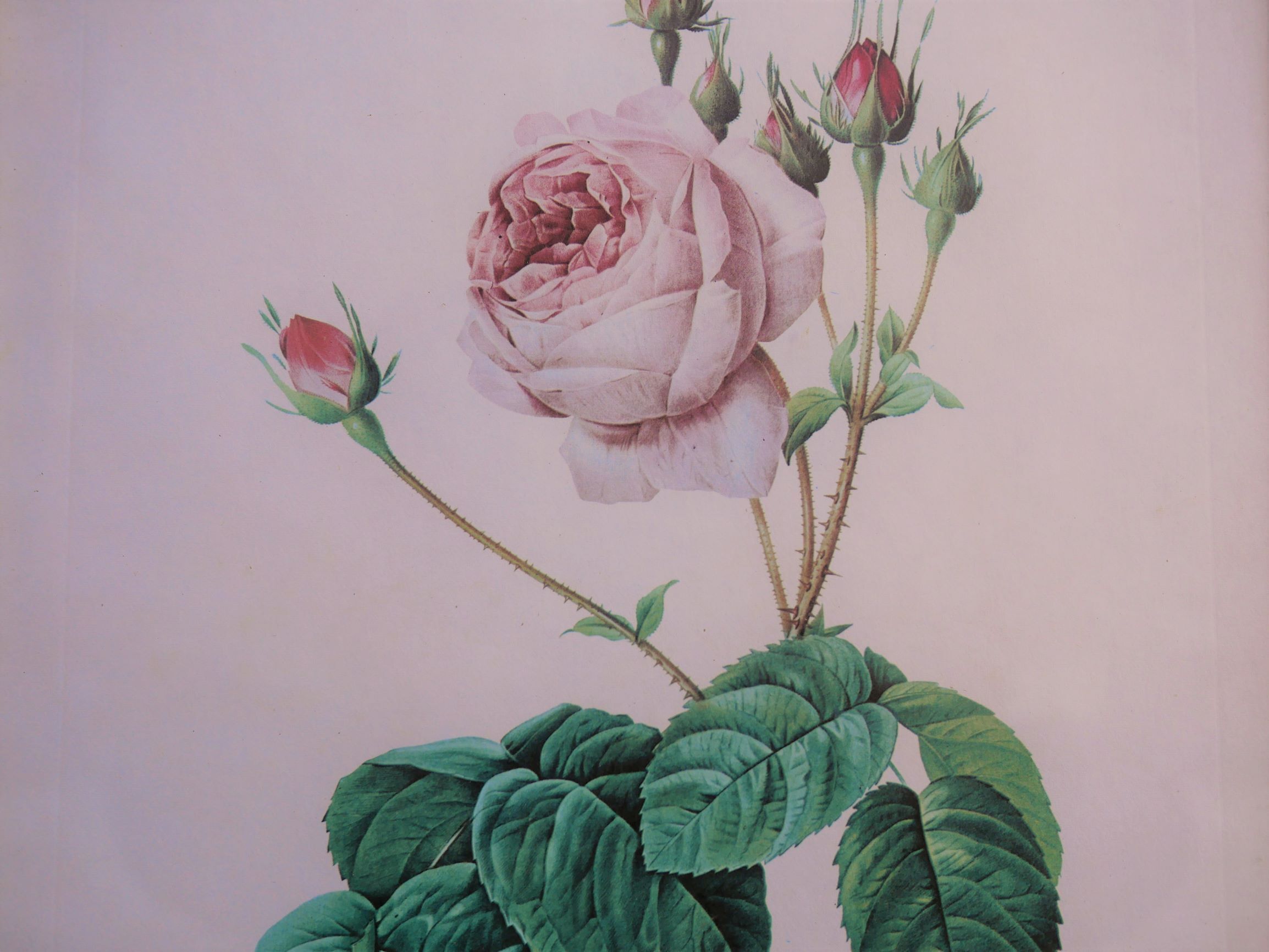 Vintage botanical poster "Rosa Centifolia Bullata" by P.J.Redouté