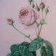 Vintage botanical poster "Rosa Centifolia Bullata" by P.J.Redouté