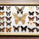 Naturalised butterflies