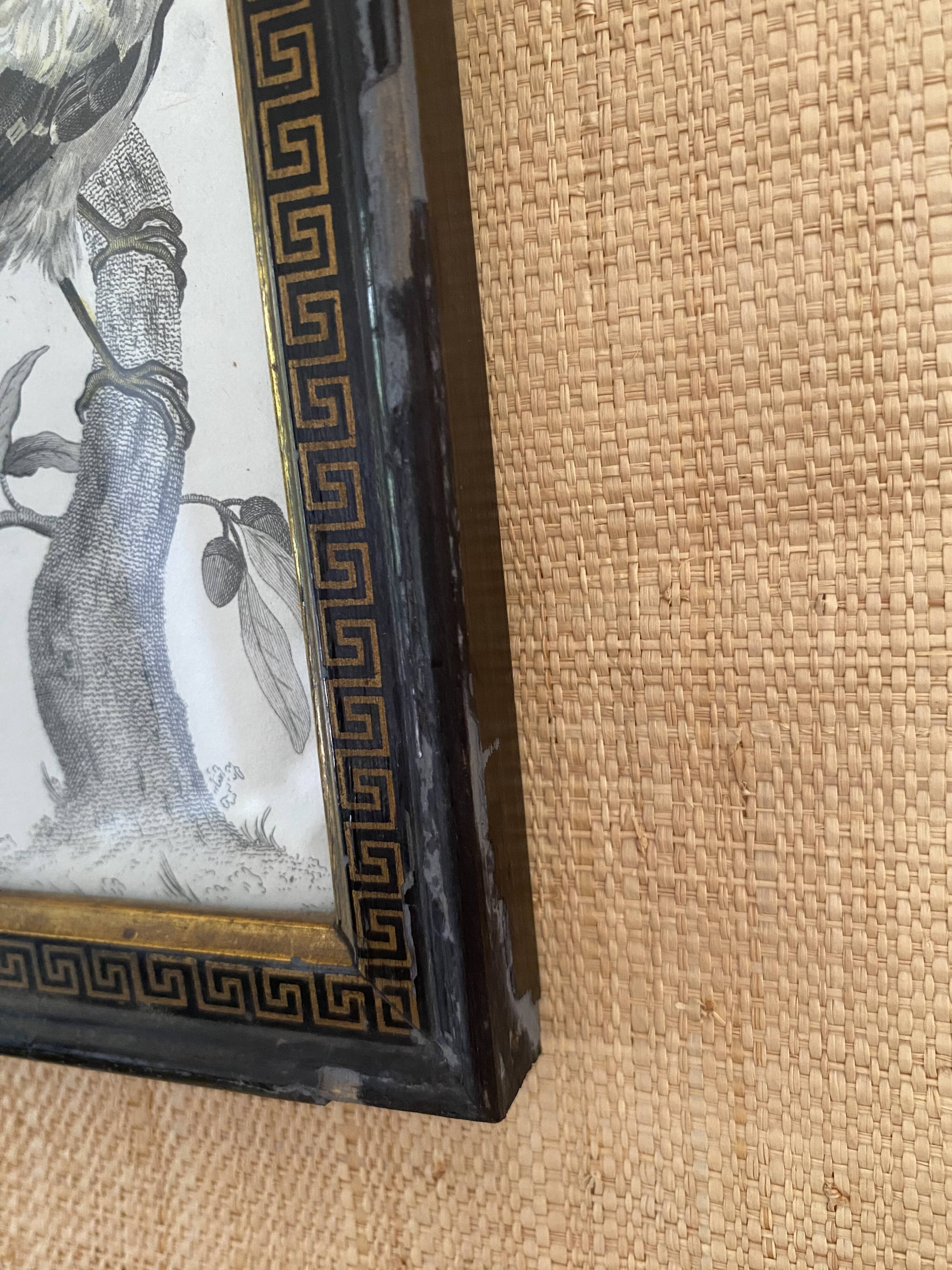 Zoological engraving 1808, 19th-century wooden frame