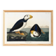 Poster about the Atlantic Puffin, based on an old engraving from 1827.