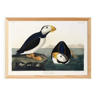 Poster about the Atlantic Puffin, based on an old engraving from 1827.