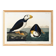 Poster about the Atlantic Puffin, based on an old engraving from 1827.