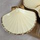 Présentoir coquillage vintage Siloa Paris + 2 coquilles
