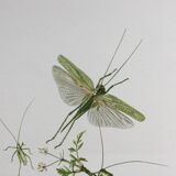 Old illustration "insects", 1960s