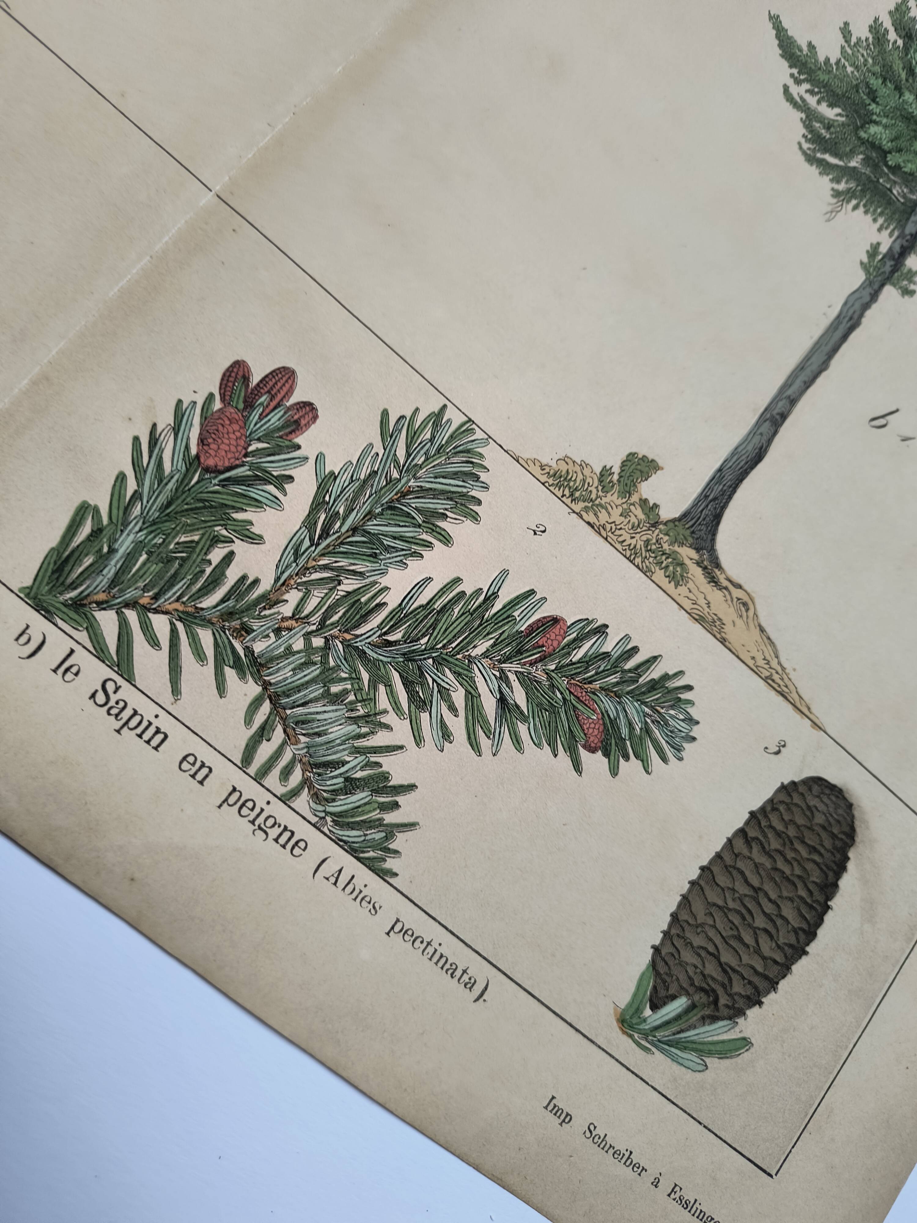 Planche botanique 1870 - Sapins - Gravure ancienne arbre
