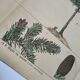 Planche botanique 1870 - Sapins - Gravure ancienne arbre