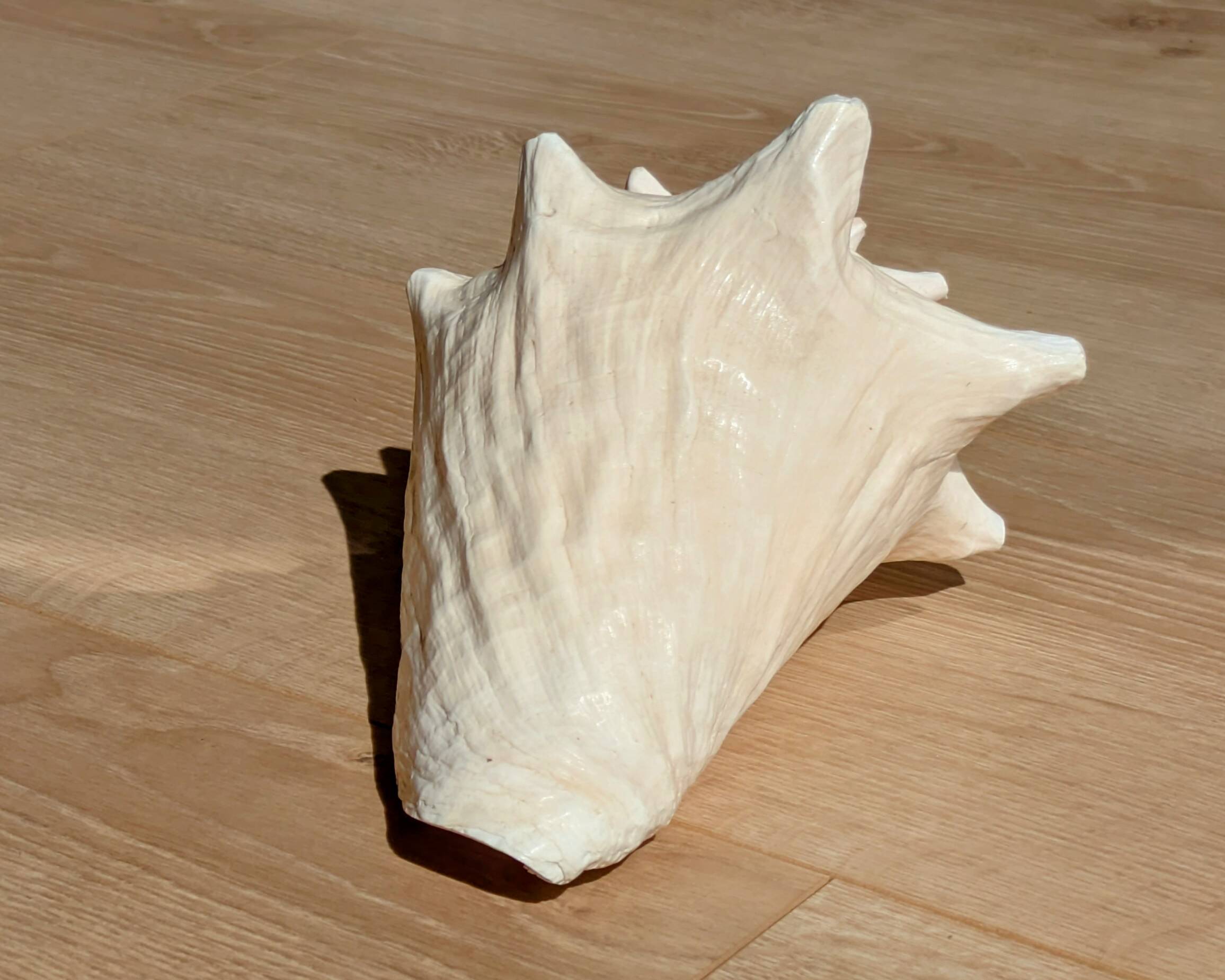 Conch Seashell - Lobatus gigas - 21 cm