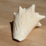 Conch Seashell - Lobatus gigas - 21 cm