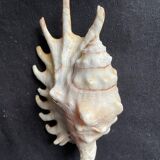 Lot de 4 coquillages anciens lambris