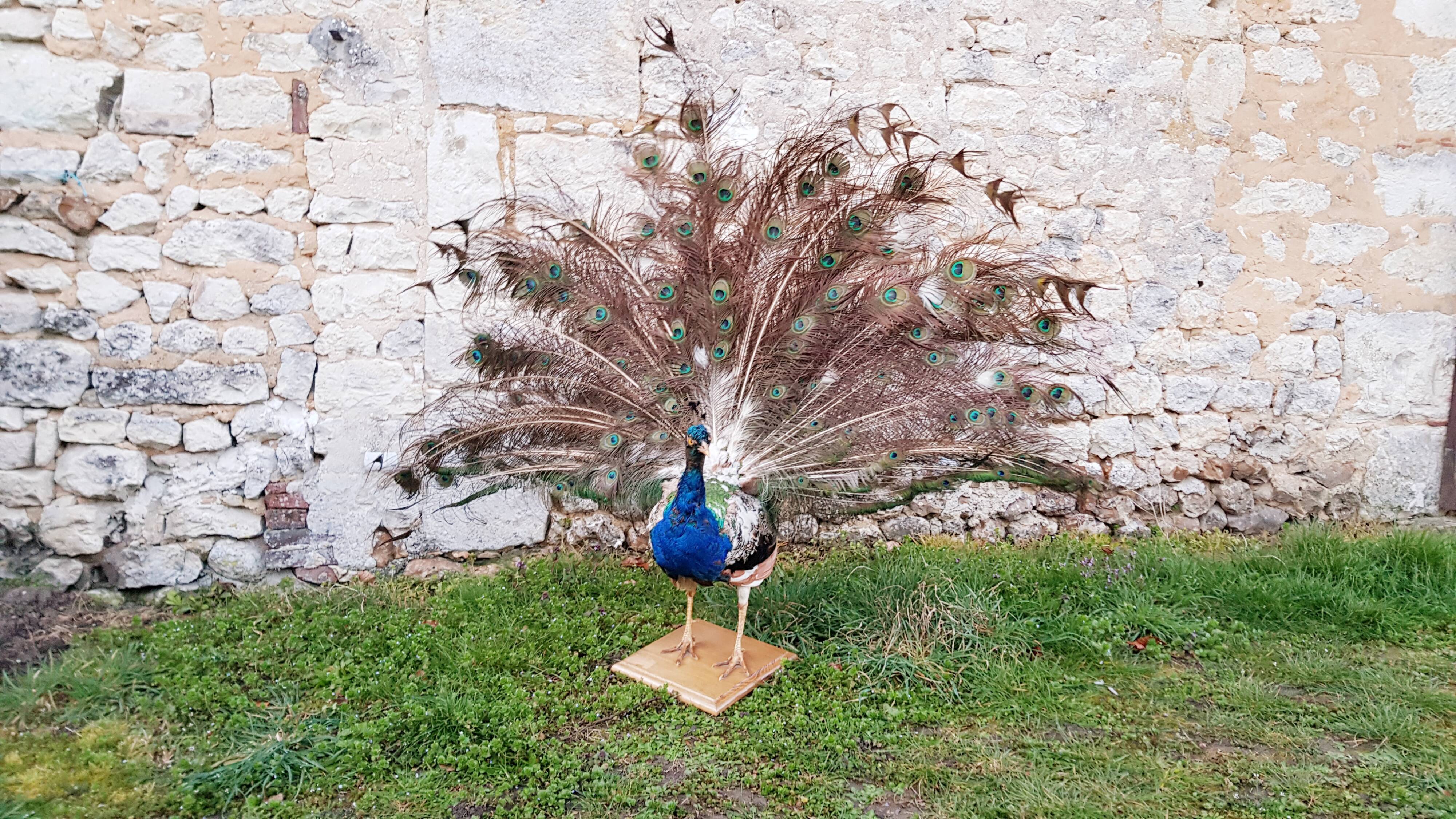 Naturalized blue peacock