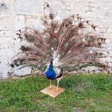 Naturalized blue peacock