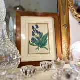 Framed engraving of botany, nineteenth