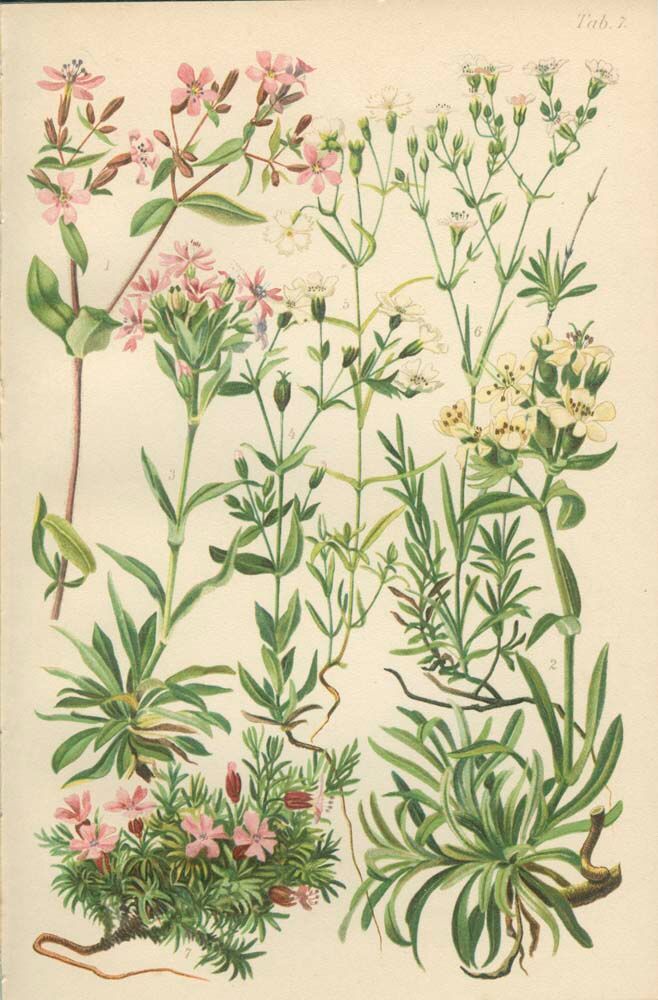 Botanical plate: Saponaire of the rocks, Silène of the Alps, Gypsophile, Campion of mosses