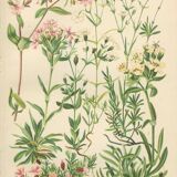 Botanical plate: Saponaire of the rocks, Silène of the Alps, Gypsophile, Campion of mosses