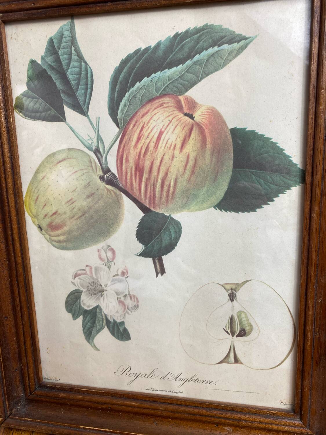 Affiche botanique Langlois encadrée