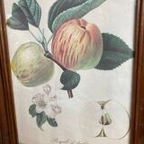 Affiche botanique Langlois encadrée