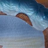 Slush type fish service, vintage 60'S