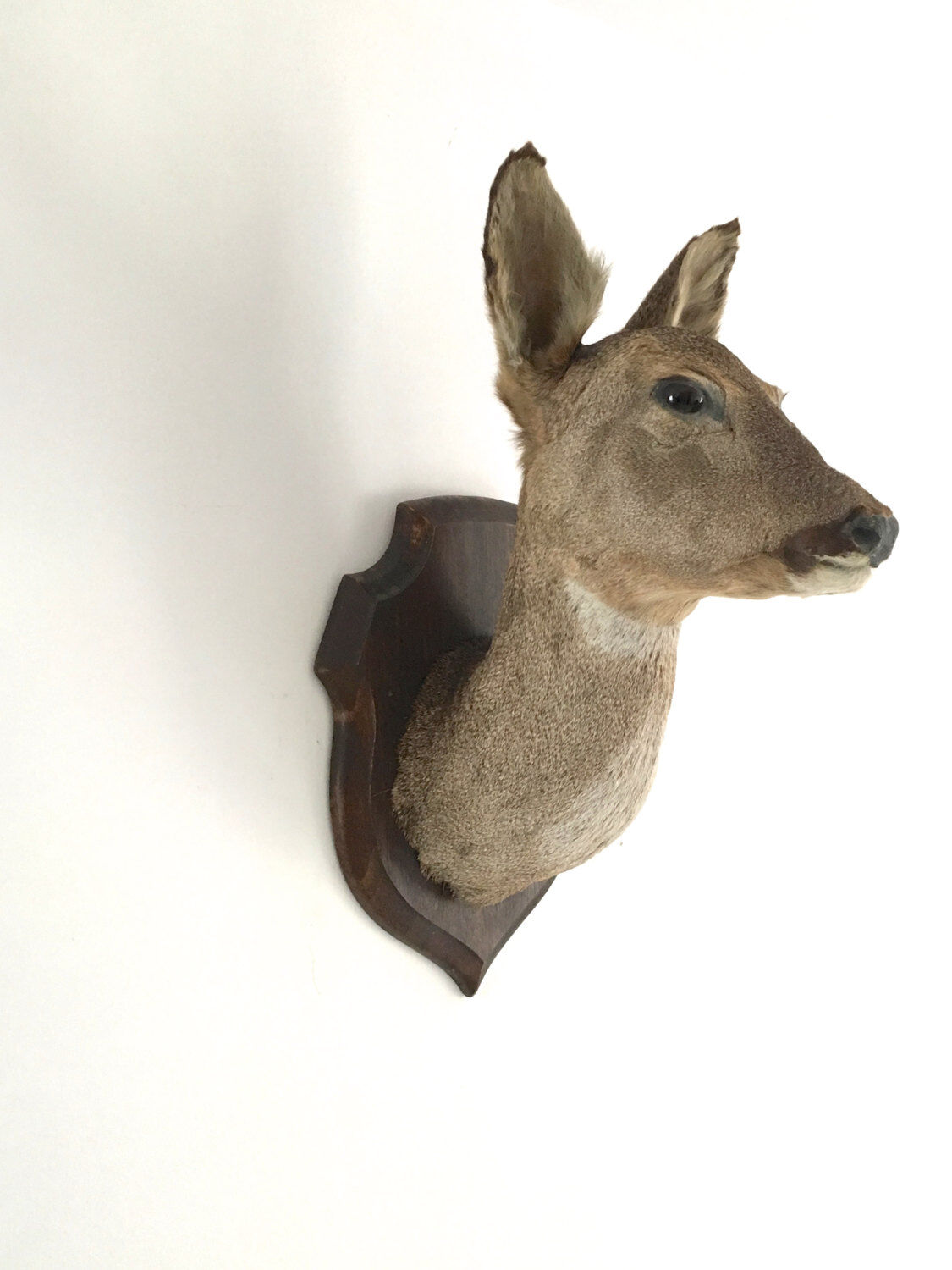 Tête de biche naturalisée