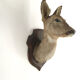 Tête de biche naturalisée