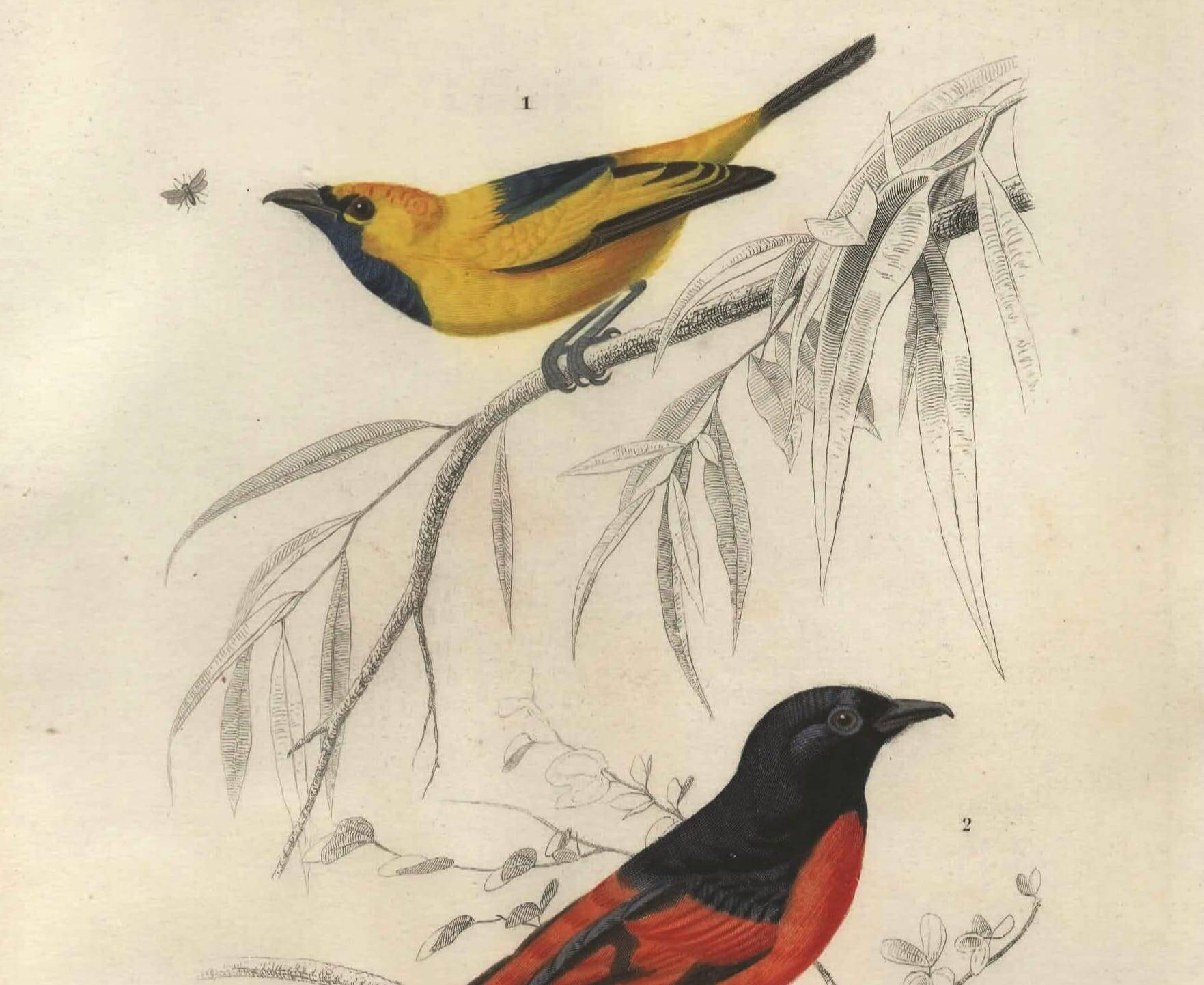 Antique engraving, 1849 - Erneir and Vermilion Flycatcher by E. Travies