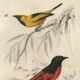 Antique engraving, 1849 - Erneir and Vermilion Flycatcher by E. Travies