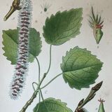 Three botanical plates XIXth century
