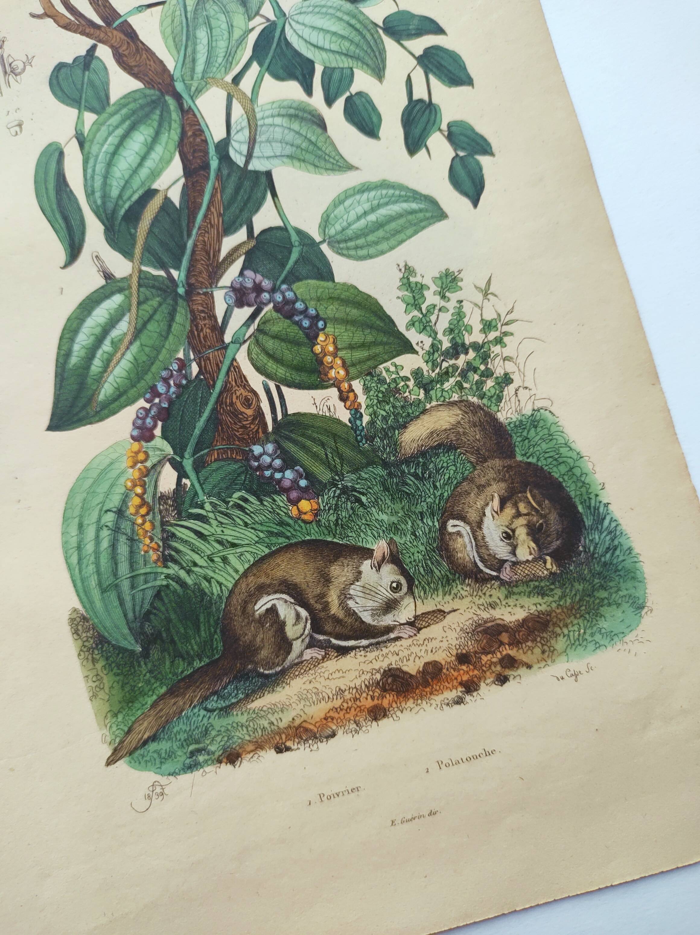 Old engraving from 1839 - Pepper tree - Manually coloured lithograph