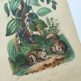 Old engraving from 1839 - Pepper tree - Manually coloured lithograph
