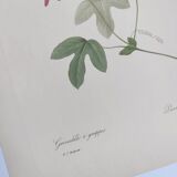 Vintage Botanical Engraving -1955- Passiflora or Grenadilla - by Redouté