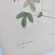Vintage Botanical Engraving -1955- Passiflora or Grenadilla - by Redouté