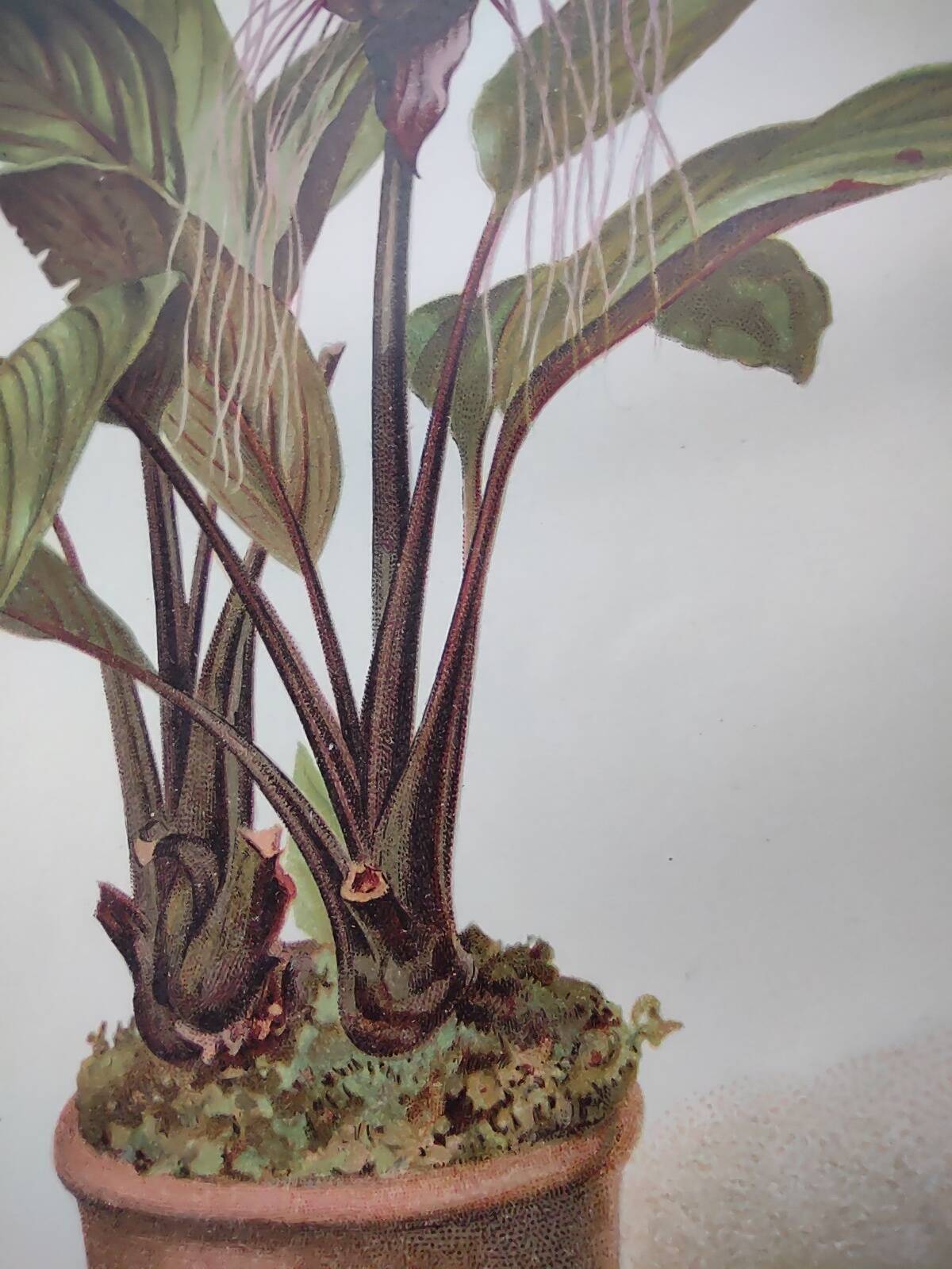 Botanical engraving from 1897 - Tacca Cristata - Original plate. Old nature lithograph