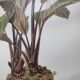 Botanical engraving from 1897 - Tacca Cristata - Original plate. Old nature lithograph